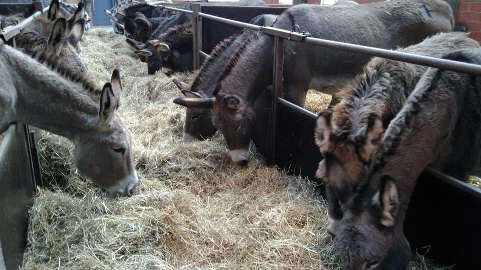 Вілла Ferme Du Charme Moustier Екстер'єр фото